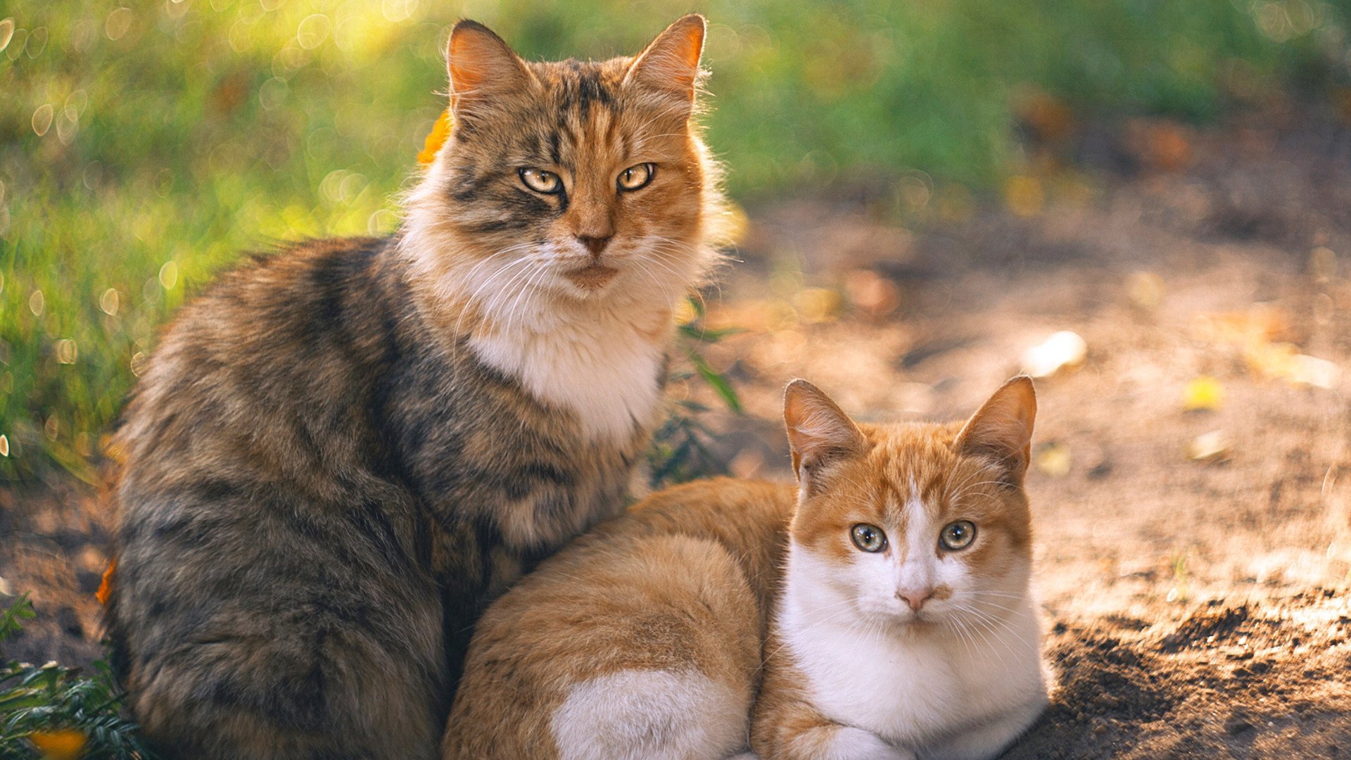 格局颠覆！联合杯绝杀拉沃尔杯，兹维列夫带队重塑网坛团体赛价值