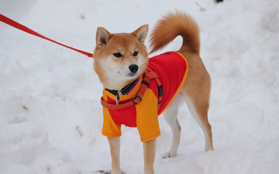 冰原女武神与赤道风暴，当辛杜扛起丹麦童话