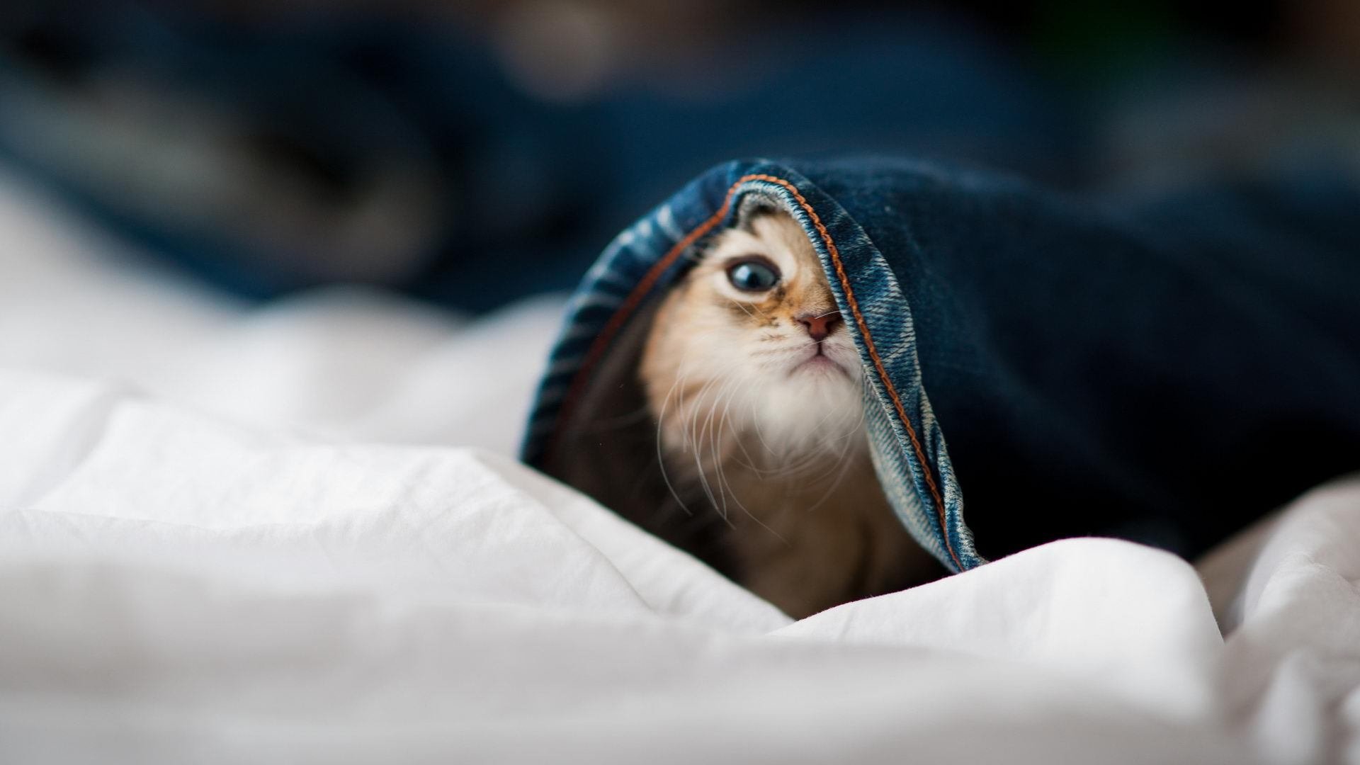 绿茵掌控力，从国家队到俱乐部，唯一性的双重奏