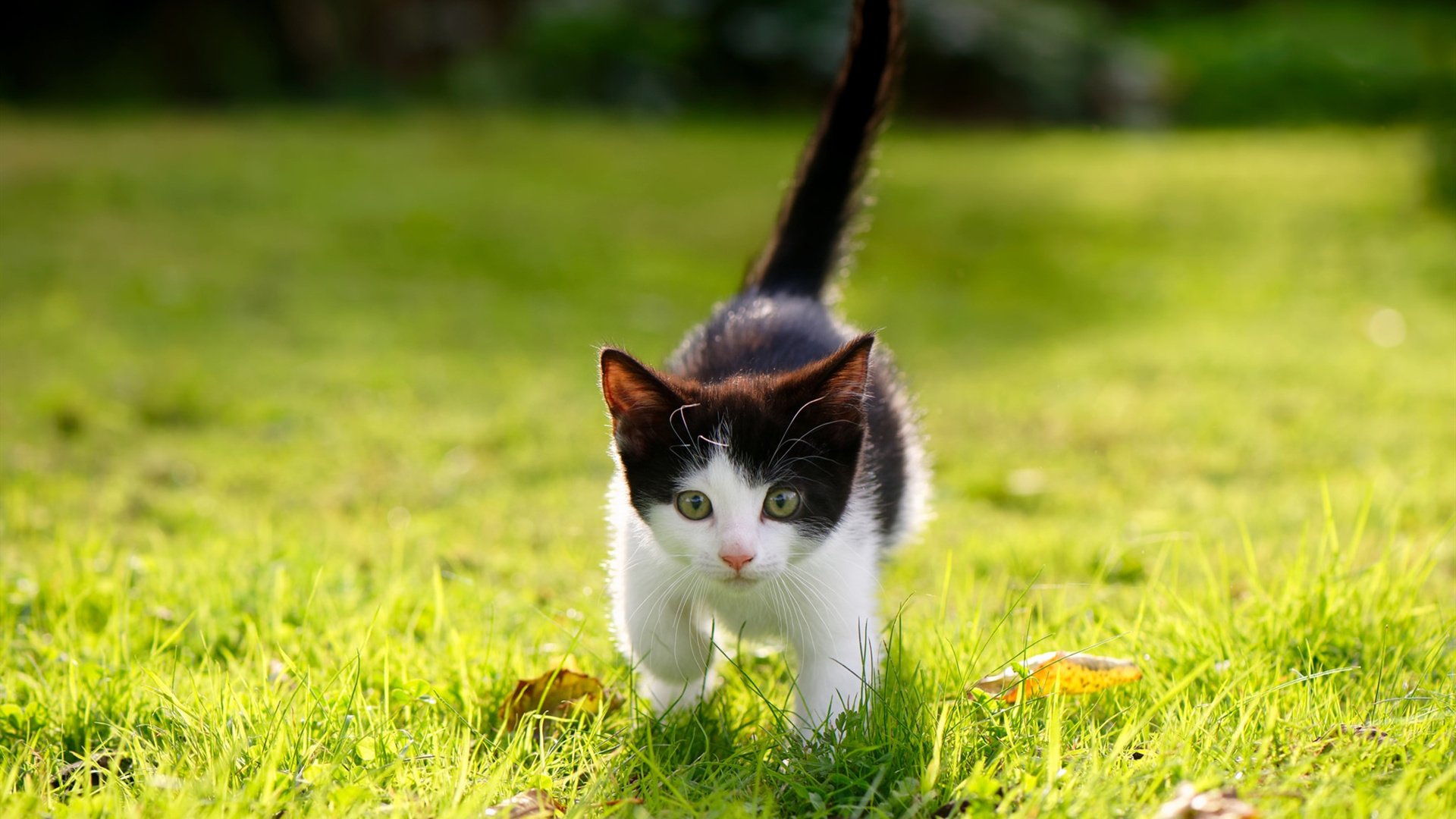 贝蒂斯与加纳，当绿白战袍对阵黑色之星，巴斯托尼用一脚定江山