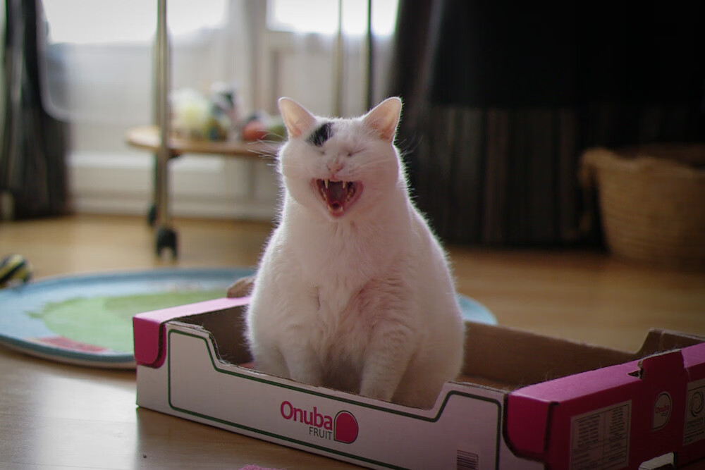 末节风暴！阿森纳逆转新西兰，特奥闪耀全场无可争议