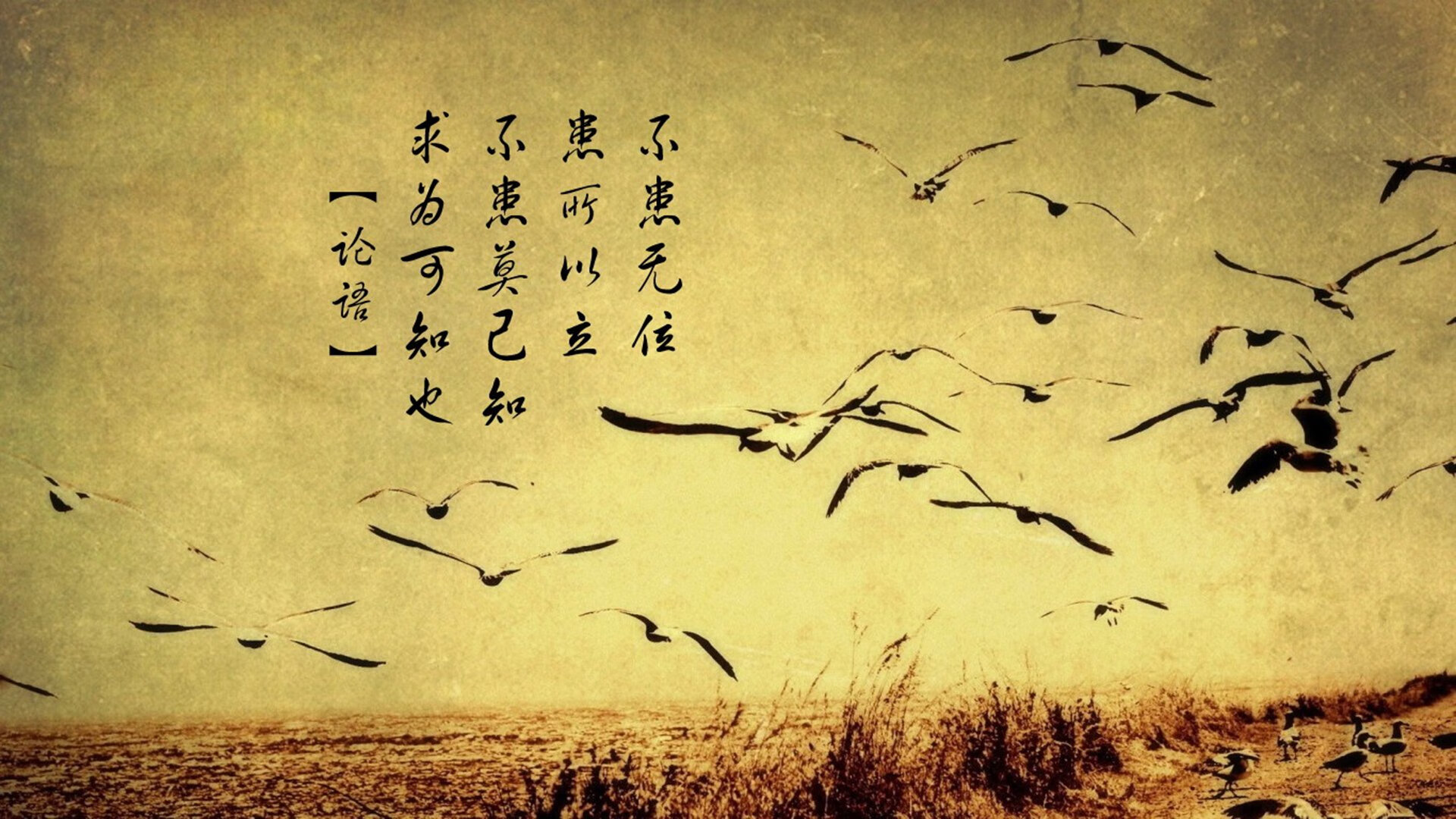 狼步对决，福克斯在森林狼的嚎叫中成为终结点