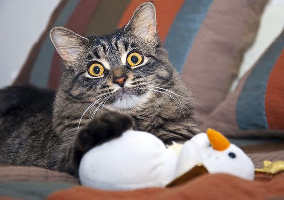 跨界风暴，梅西NBA总决赛接管比赛，厄瓜多尔与阿尔及利亚鏖战未息