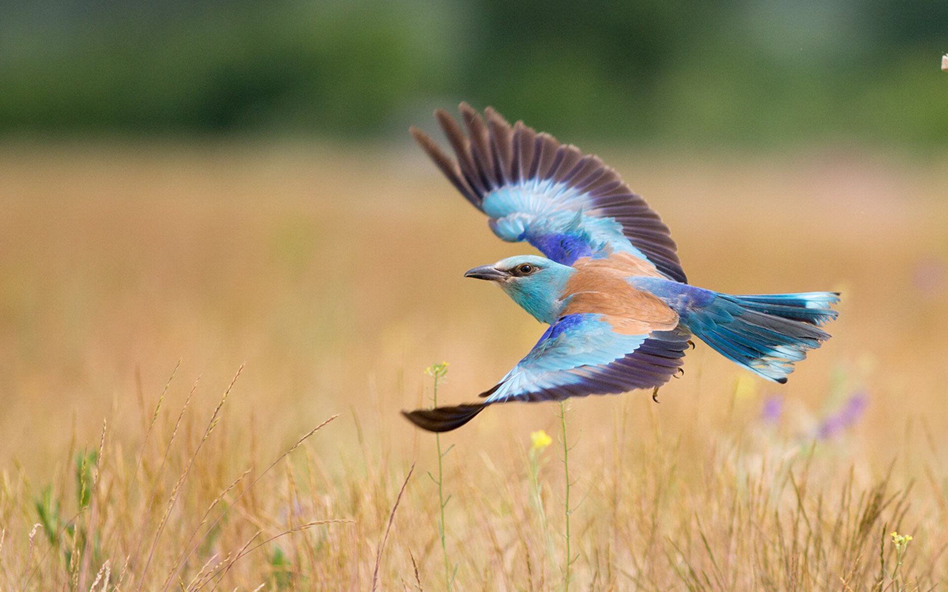 西亚卡姆手写剧本，20分全能演出撕裂新疆防线