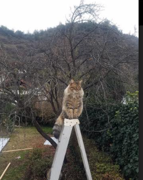 F1新赛季揭幕战之夜，卡马文加在焦点战证明自己，速度与掌控的双重变奏