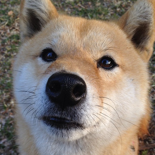 爱游戏官方-英超争冠焦点战，尼日利亚球星一波带走几内亚的阴影