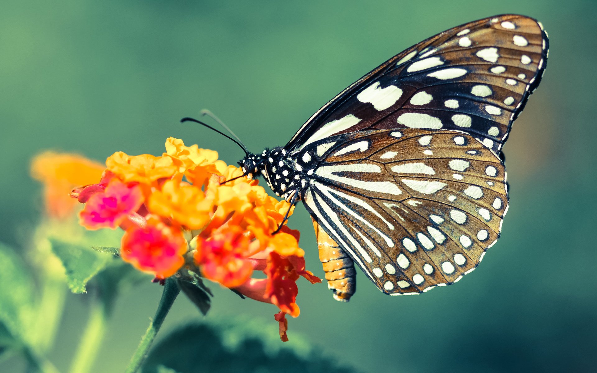 降世真核，当卢卡库身披喀麦隆战袍击溃玻利维亚