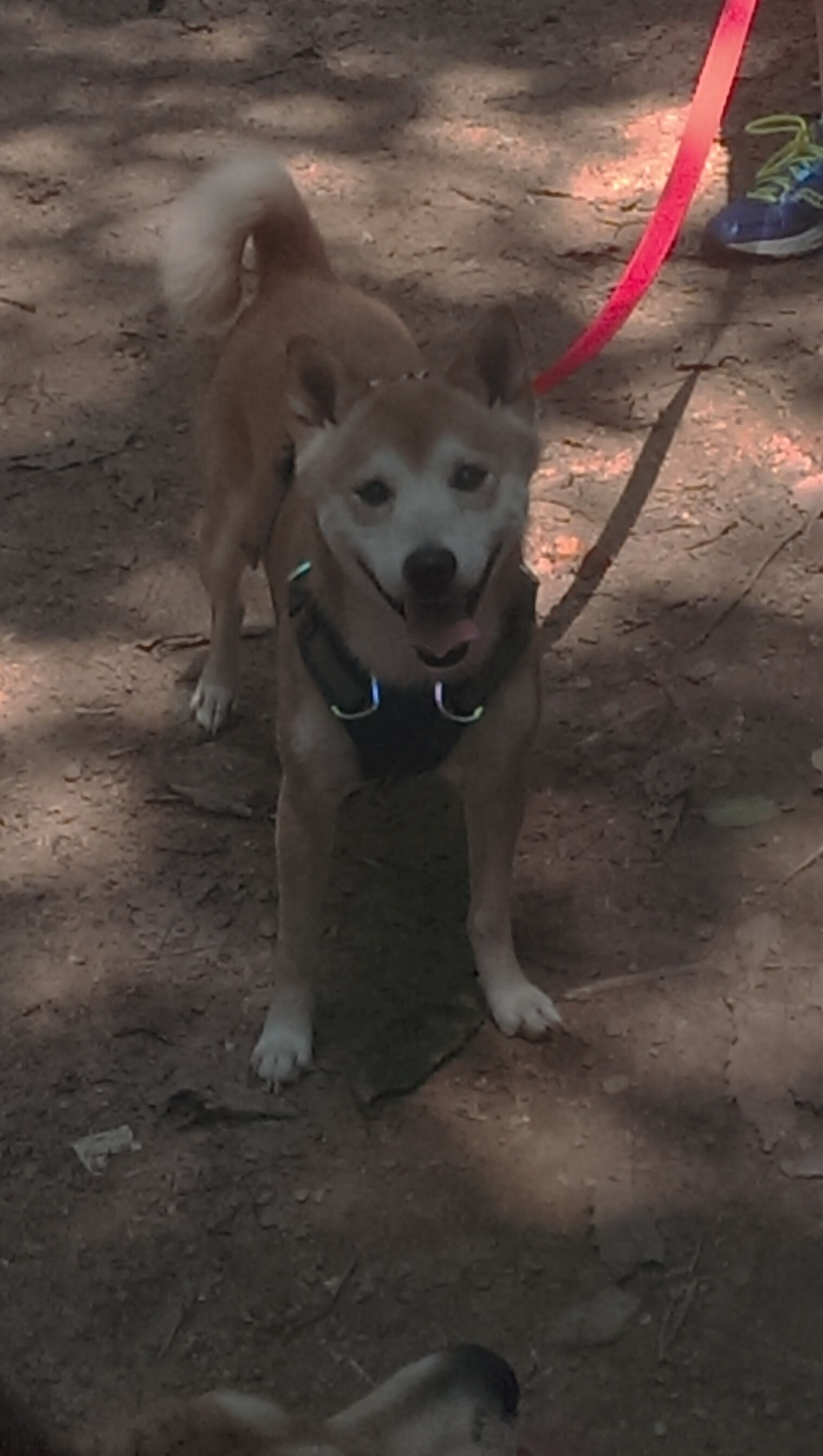 爱游戏入口-引擎轰鸣与绝杀号角，当F1揭幕战的分秒暴君遭遇恩比德的大场面美学