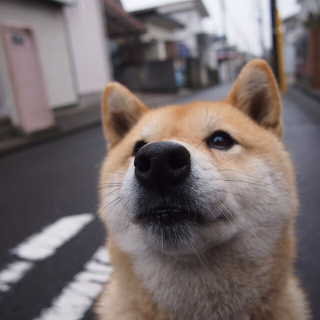 赛场如棋局，火箭用变速策略撕开掘金防线，小贾伦绝杀前的心理博弈