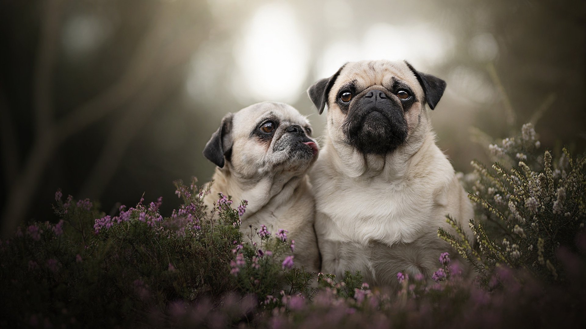 爱游戏APP-东瀛之焰灼烧老妇人，法兰西魔术师于灰烬中取走胜利