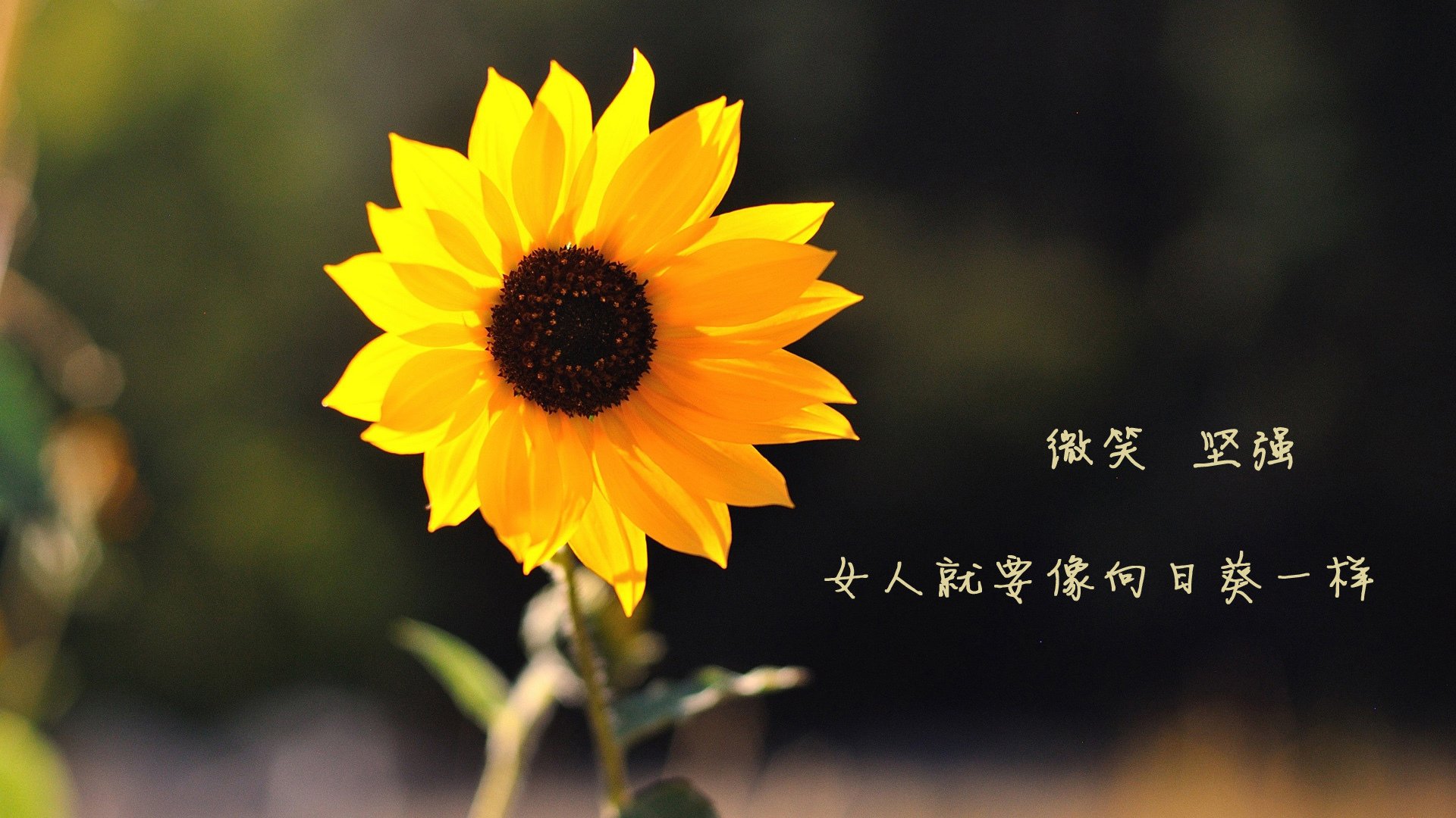 2026世界杯E组生死战，迪亚斯铁血统军，波兰绝地逆转泰国—一场强硬到骨子里的尊严之战